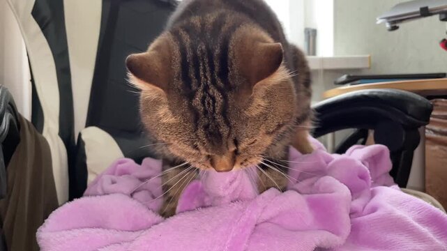 Cat (Felis catus). A domestic tabby cat sits on a computer chair and chews a soft lilac blanket
