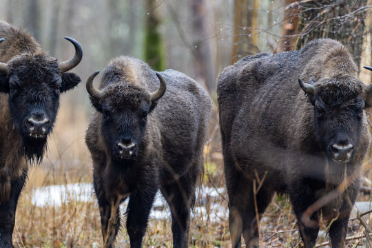 European bison standing in primal forest habitat