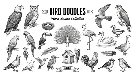 Fototapeta premium Vintage Hand Drawn Bird Collection Featuring Various Species and Avian Wildlife Illustrations for Nature Projects