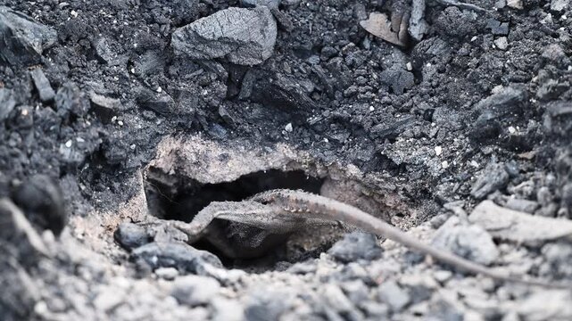 Small grey lizard digging a nesting burrow for egg laying in rocky ground of the Blue Mountains near Sydney, New South Wales, Australia. Wildlife, reptile behavior, natural habitat.