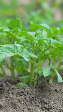 Rows of potato plants stretching across a cultivated field. Strategic spacing between plants allows for optimal growth, ensuring proper sunlight exposure and water absorption
