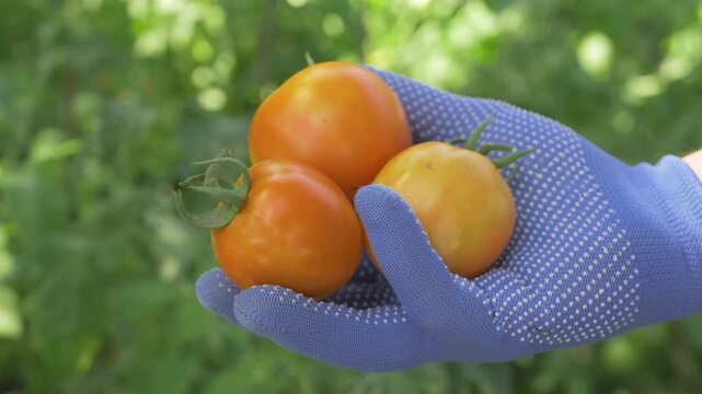 Tomatoes held in gloved hand after careful picking. Vibrant colors indicate ripeness and freshness. Essential ingredient for various dishes. Rich in vitamins and antioxidants