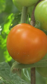 Ripe red tomatoes growing on vine. Green leaves surrounding fresh produce. Tomatoes in different stages of ripeness. Vibrant colors showing natural farming process. Rich source of vitamins