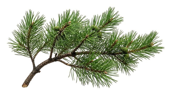 Pine tree branch with green needles.