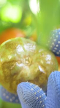 Green tomato affected by disease signs. Organic farm focusing on environmentally friendly solutions. Close observation helps maintain plant health and yield