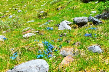 Fototapeta premium Blue gentiana bavarica (Gentiana bavarica) alpine flowers at a green meadow with rocks