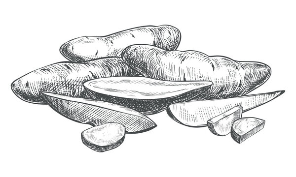 Sweet potato sketch. Vector composition of a whole vegetables and a slices lying on a table. Hand drawn yam illustration imitating an engraving. Line Ink outline drawing of a Ipomoea batatas.