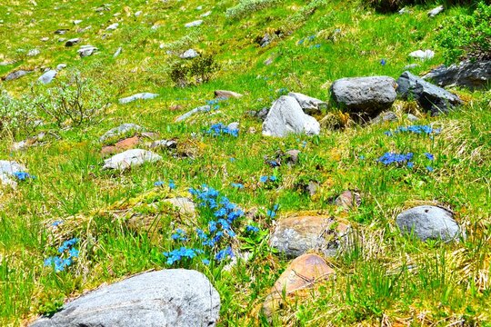 Blue gentiana bavarica (Gentiana bavarica) alpine flowers at a green meadow with rocks