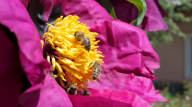 Radiant purple peony with golden heart attracts busy bees. Petals glow under sunlight, creating harmonious moment that celebrates nature's beauty and essential pollination