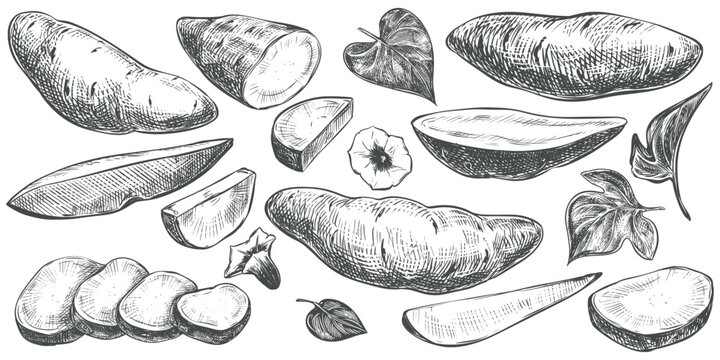 Sketch sweet potato set. Vector illustration. A whole root, half a vegetable, piece, slice and foliage. Hand drawn imitating engraving of yam made in ink. Linear drawing of ipomoea batatas.