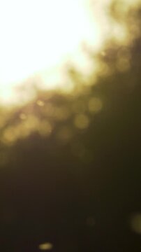 Insects flutter through sunlit air on peaceful summer evening, bathed in warm light from sun low on horizon. Subtle reflections on wings create a sparkling effect, adding magic to evening scene