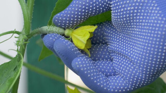 Gloved farmer hand touches cucumber with yellow blossom to check growth and disease. Farming process of vegetable cultivation. Concept of agriculture, eco lifestyle, rural harvest and nutrition