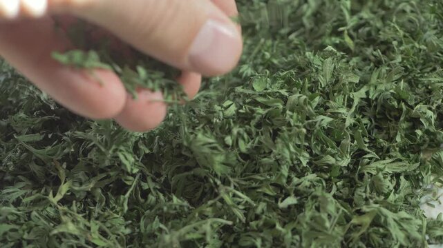 Hand guides dried parsley pieces like tiles ready for placement in a courtyard project. Every part awaits its role in shaping an outdoor space for gatherings and stories