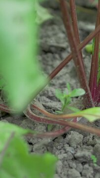 Purple beet grows in fertile soil surrounded by green tops. Concept of natural freshness, vitamin rich nutrition, plant based meal and authentic countryside cultivation