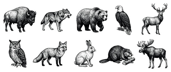 Fototapeta premium North American animal icons set. Wildlife and nature concept. Includes bison, wolf, bear, eagle, deer, owl, fox, rabbit, beaver, moose. Hand-drawn engraving style