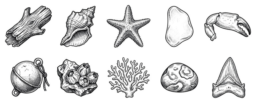 Sea and beach objects icons set. Marine life and coastal elements concept. Includes driftwood, seashell, starfish, sea glass, crab claw, fishing float, barnacles, coral, pebble, shark tooth