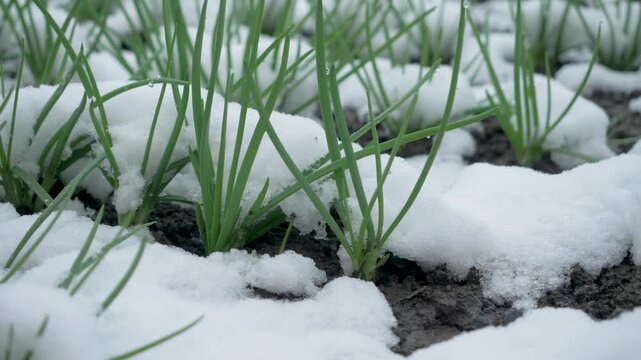 New onion growth covered in fresh snowfall. Crops respond to changing climate cues. Traditional seasons lose structure as fields face growing unpredictability
