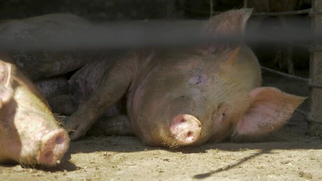Animal husbandry, raising and breeding domestic pigs as livestock is crucial. Pigs are farmed for their food and skins on agricultural farms, contributing significantly to organic meat production.