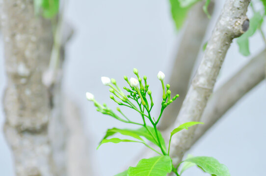 Tabernaemontana pandacaqui  Lam ,  Windmill bush or apocynaceae or bud flower or white flower