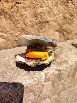 An open shell of a bivalve oyster Spondylus gaederopus, a scallop Pecten, with bright orange flesh, resting on the surface of a coastal rock. Protein-rich seafood. Healthy, wholesome eating.