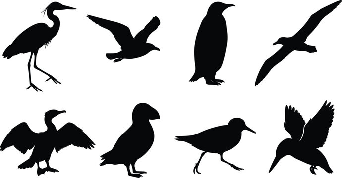 Collection of aquatic and seabird silhouettes including heron seagull penguin cormorant puffin and kingfisher isolated on white background