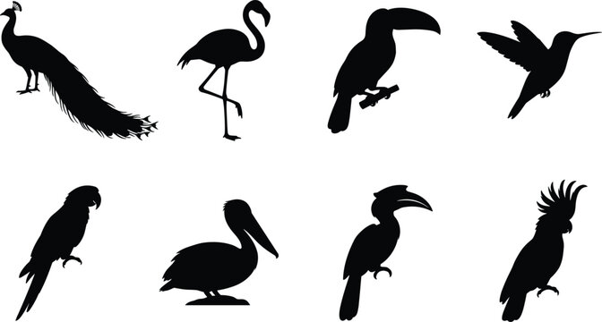 Collection of tropical bird silhouettes including peacock flamingo toucan hummingbird parrot and pelican isolated on white background