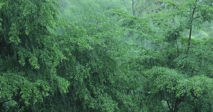 Rain heavy shower raining and green trees in the park	
