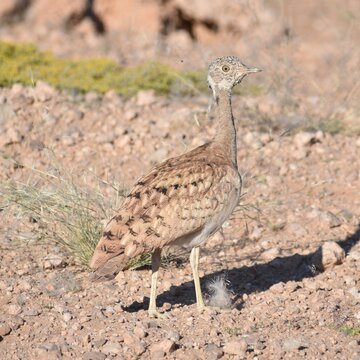 Close up of a beautifully patterned Ruppell's Korhaan walking on arid land in the Namib Desert, Namibia