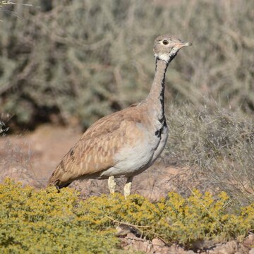 A single Ruppell's Korhaan walking in the Namib Desert in Namibia
