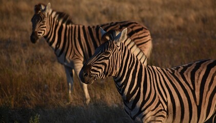 Close up of a beautiful zebra grazing in the Etosha National Park in Namibia © Mick Carr