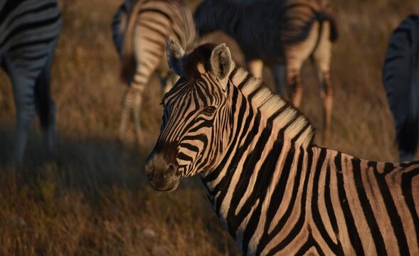 Close up of the head of a zebra on the plains of the Etosha National Park in Namibia
