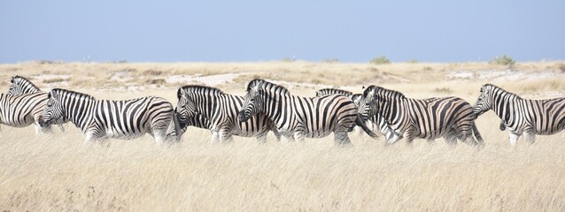 Large group of zebras grazing in the grasslands of the Etosha National Park in Namibia © Mick Carr