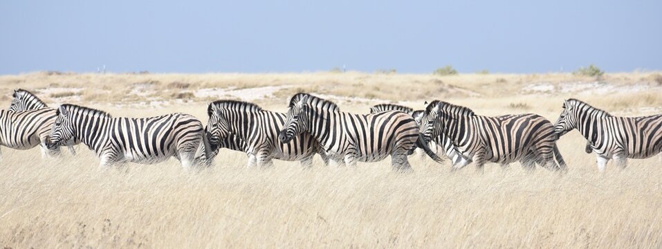 Large group of zebras grazing in the grasslands of the Etosha National Park in Namibia