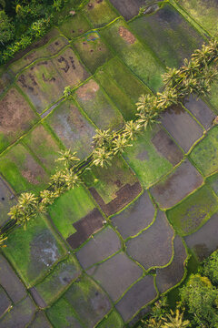 Aerial view of Mancingan Rice Terrace with lush green paddies, water-filled fields, and a line of coconut palm trees in Tampaksiring, Bali, Indonesia.
