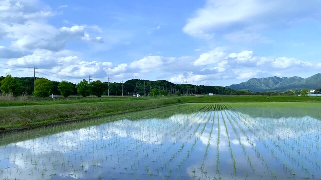 4K Timelapse: Cool Tone Clouds Reflected on Rice Field | No Audio