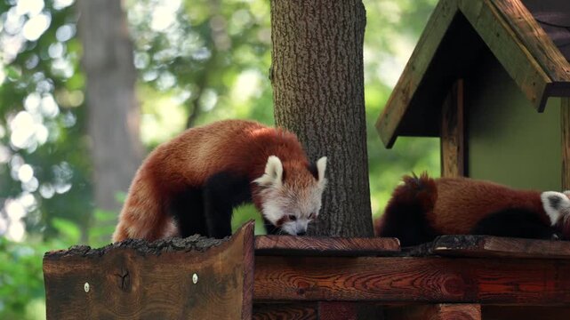 Two red pandas resting on a wooden platform next to a tree and shelter