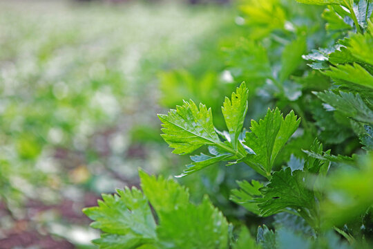 Celery leaves close-up. Harvesting celery. Agricultural work. Celery stalks. Organic vegetables