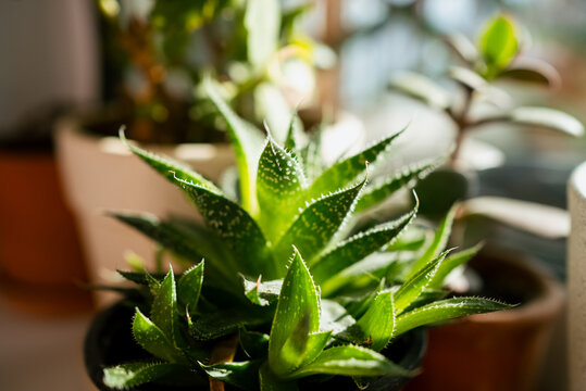 Haworthia succulent plant displaying striking green leaves with white markings, growing vigorously in a small black pot, bathed in bright sunlight on a windowsill