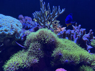 Fototapeta premium Coraux colorés et poissons tropicaux dans un aquarium.