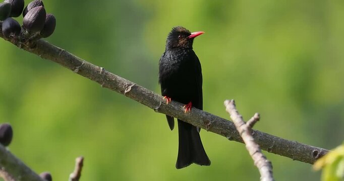 Close up of a striking black bulbul bird with a bright red beak perched on a diagonal tree branch with wild dark fruits against a smooth green background.