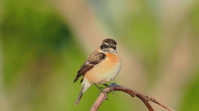 Close up of a small delicate stonechat songbird with an orange breast perched on a curved twig against a soft green nature background.