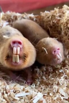 naked mole-rat uses powerful teeth to excavate soil 