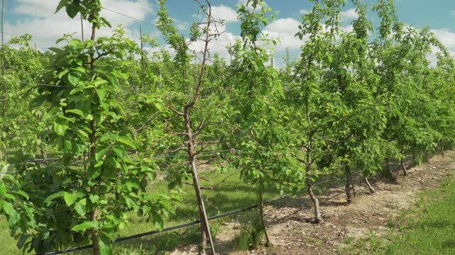 Young apple trees trained in the French axe system grow along supportive trellis wires on a sunny day. Great for agricultural manuals, modern pomology studies, and commercial fruit farming content. 