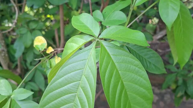 Green leaves blown by wind with bird chirping background