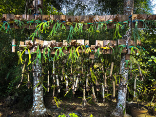 Cultivation of staghorn ferns and orchids mounted on wooden boards hanging in rows at a tropical plant nursery or garden © Tedy
