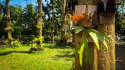 Staghorn fern mounted on a wooden board on a tree trunk in a beautiful sunny green garden background © Tedy