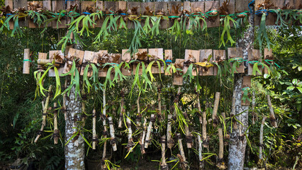 Cultivation of staghorn ferns and orchids mounted on wooden boards hanging in rows at a tropical plant nursery or garden © Tedy