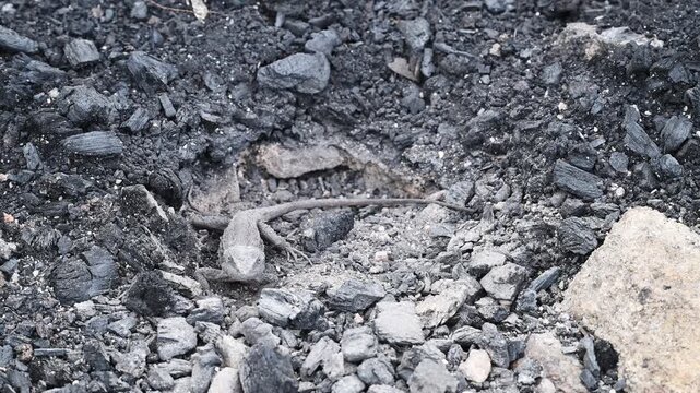Small grey lizard digging a nesting burrow for egg laying in rocky ground of the Blue Mountains near Sydney, New South Wales, Australia. Wildlife, reptile behavior, natural habitat.