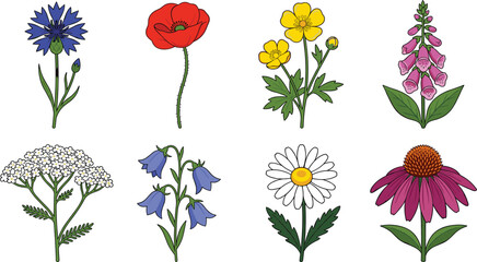 Wildflower vector illustrations with cornflower, poppy, buttercup, foxglove, and more © Sahara