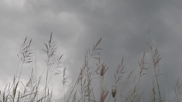 Tall, slender grass stalks with feathery plumes sway against a dark, overcast sky in a natural setting.